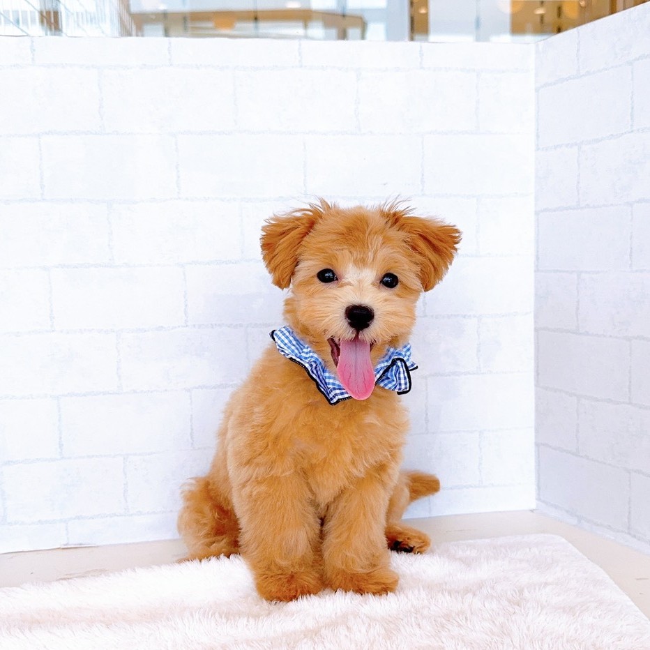 石川県のマルプー(マルチーズ×プードル) (犬の家＆猫の里金沢店/2026年3月22日生まれ/男の子/アプリコットホワイト)の子犬の1枚目の画像