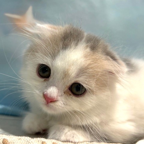 福岡県のスコティッシュフォールド (犬の家＆猫の里トリアス久山店/2026年3月21日生まれ/女の子/ブルーパッチドタビーホワイト)の子猫の1枚目の画像