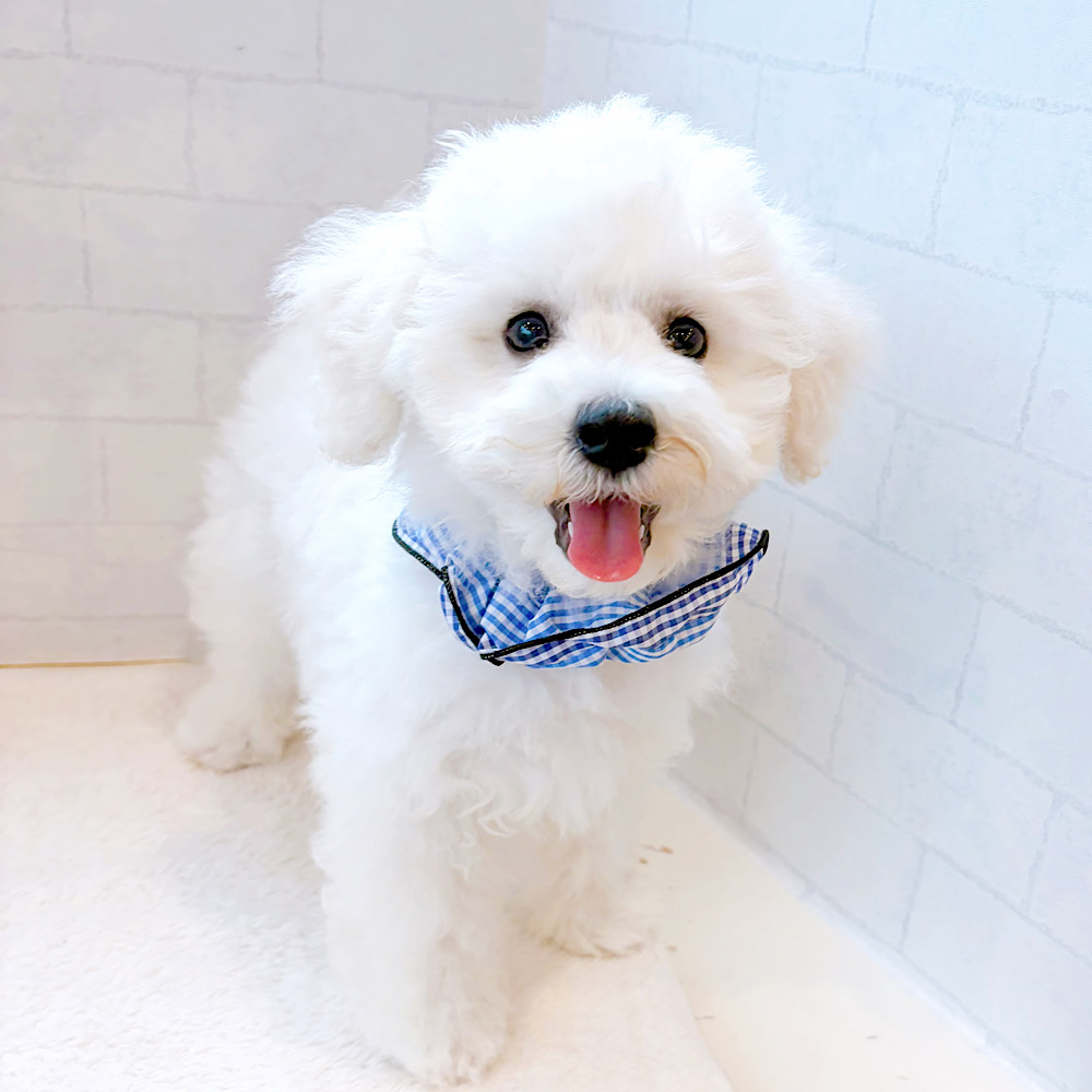 石川県のビションフリーゼ (犬の家＆猫の里金沢店/2026年3月15日生まれ/男の子/ホワイト)の子犬の1枚目の画像