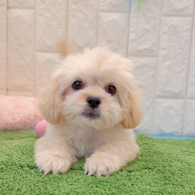 岡山県のペキプー(ペキニーズ×プードル) (犬の家＆猫の里倉敷店/2026年3月20日生まれ/女の子/オレンジフォーン)の子犬の1枚目の画像