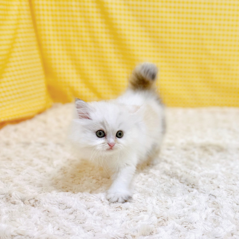 生体画像６