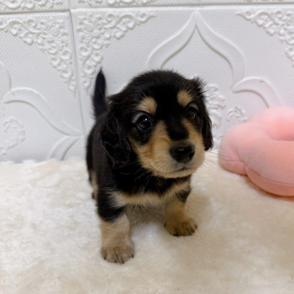 愛知県のミニチュアダックスフンド(ロング) (犬の家＆猫の里岡崎店/2026年3月22日生まれ/男の子/ブラックイエロー)の子犬の1枚目の画像