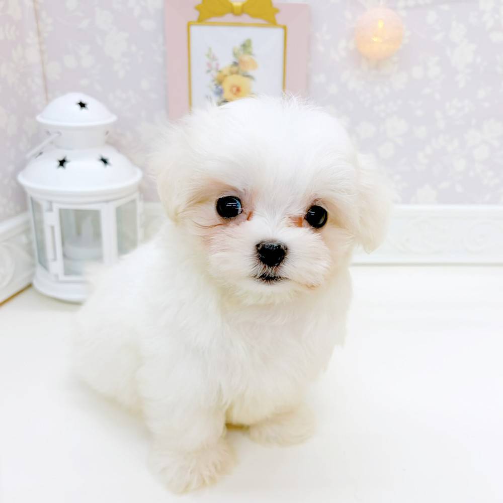 富山県のマルチーズ (犬の家＆猫の里富山店/2026年3月22日生まれ/男の子/ホワイト)の子犬の1枚目の画像