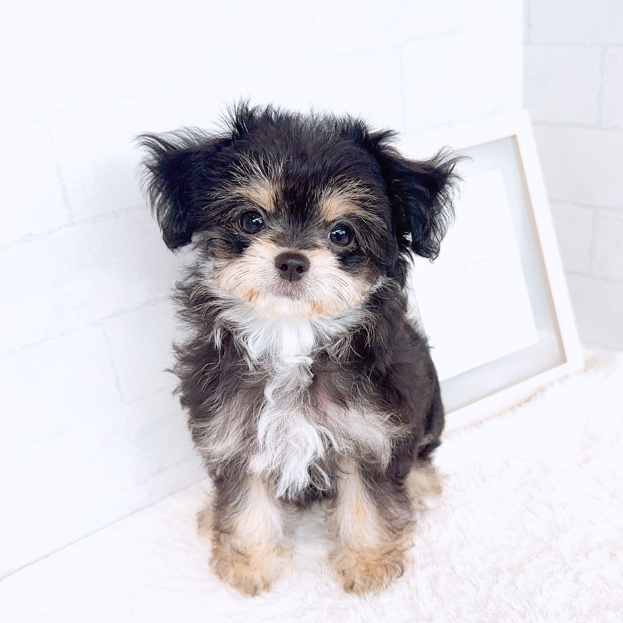 石川県のハーフ犬・ミックス犬 (犬の家＆猫の里金沢店/2026年3月24日生まれ/女の子/ブラックタンホワイト)の子犬の1枚目の画像