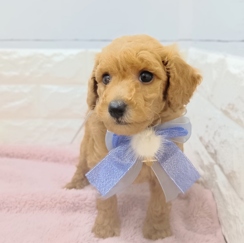静岡県のトイプードル(トイ) (犬の家＆猫の里アミーゴ浜松和田店/2026年3月20日生まれ/男の子/レッド)の子犬の1枚目の画像