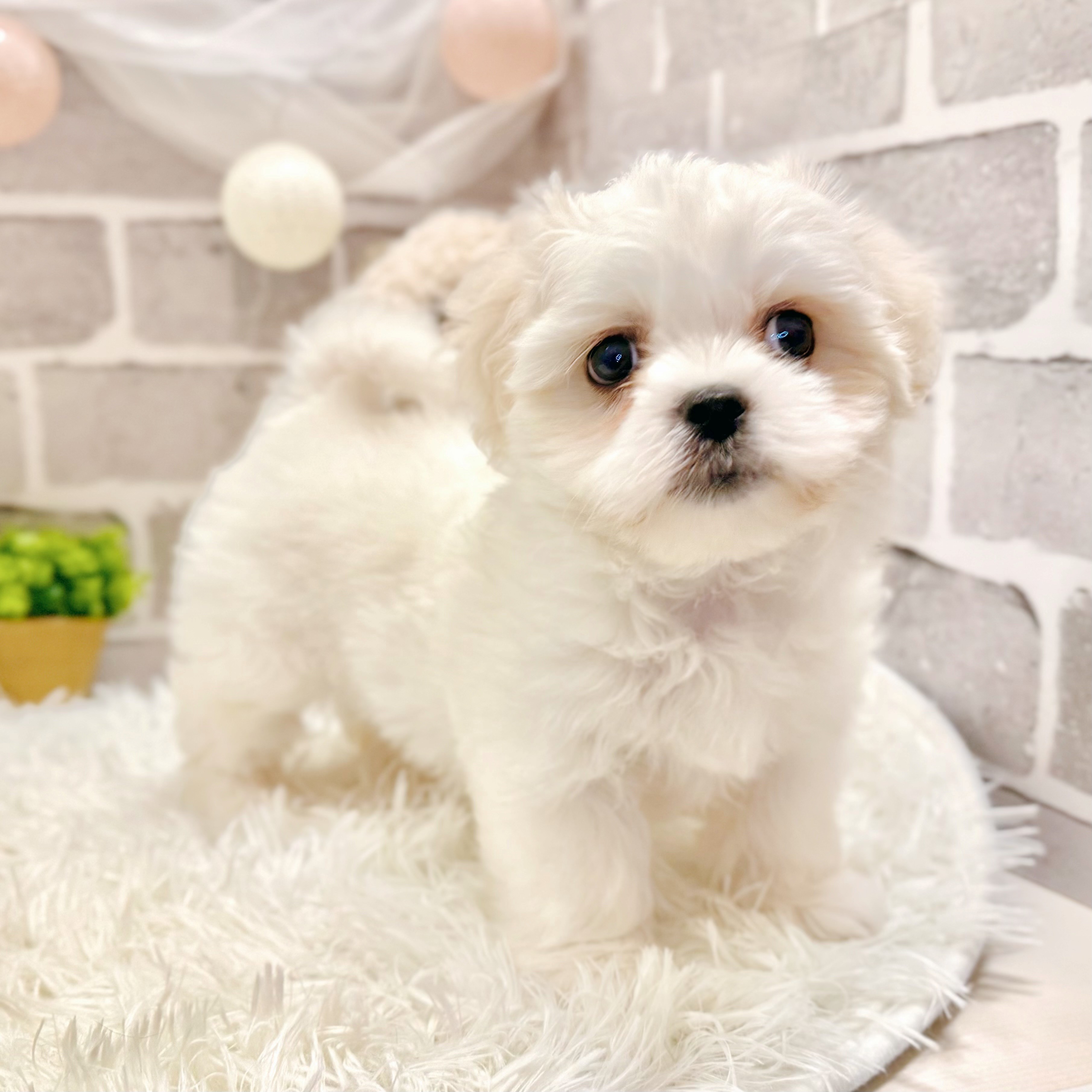 生体画像６