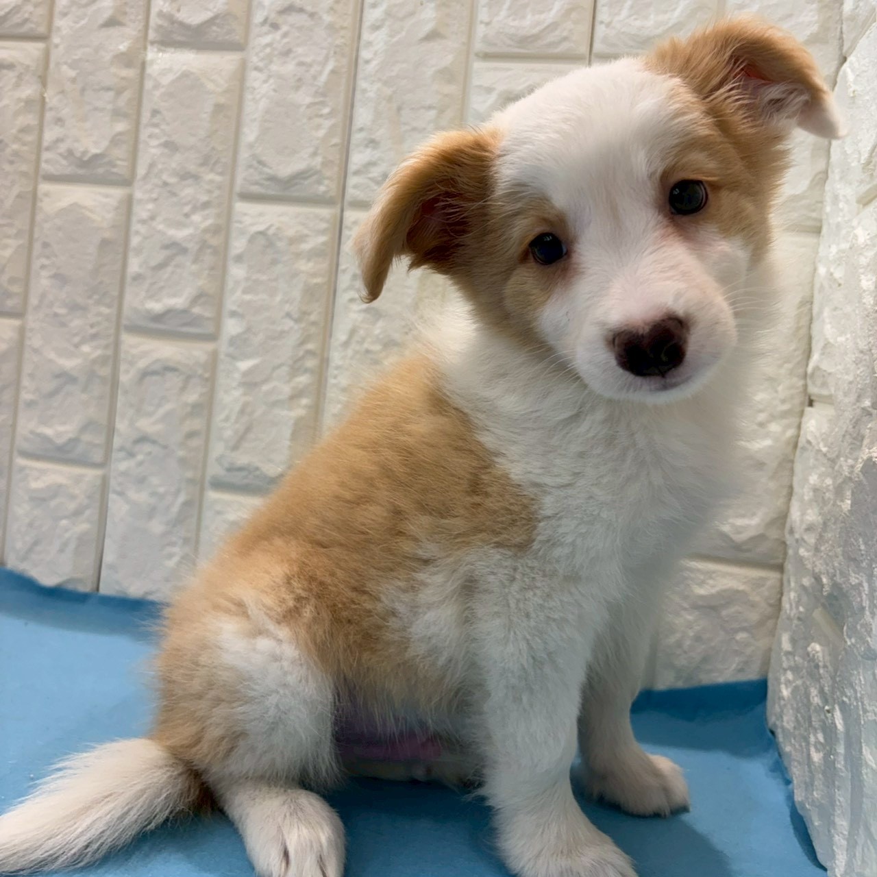 岡山県のボーダーコリー (犬の家＆猫の里倉敷店/2026年3月29日生まれ/男の子/レッドホワイト)の子犬の1枚目の画像