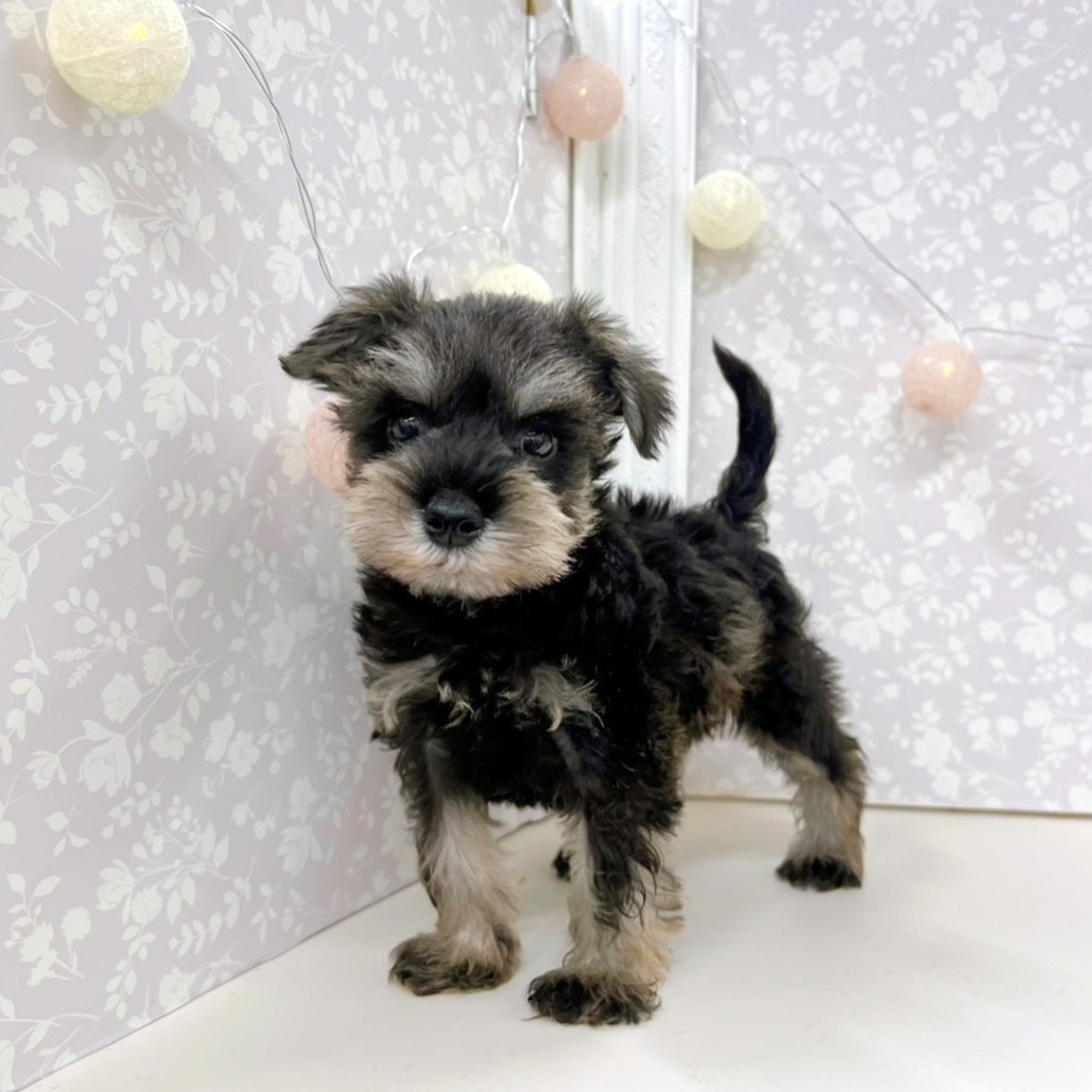 富山県のミニチュアシュナウザー (犬の家＆猫の里アミーゴ高岡蓮花寺店/2026年3月27日生まれ/男の子/ソルトペッパー)の子犬の1枚目の画像