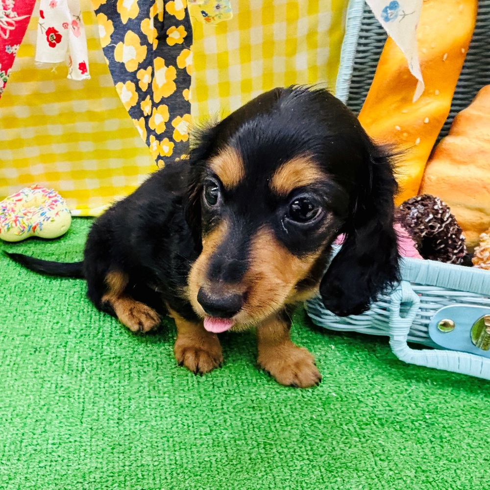 愛知県のカニンヘンダックスフンド(ロング) (犬の家＆猫の里名古屋天白店/2026年3月28日生まれ/男の子/ブラックタン)の子犬