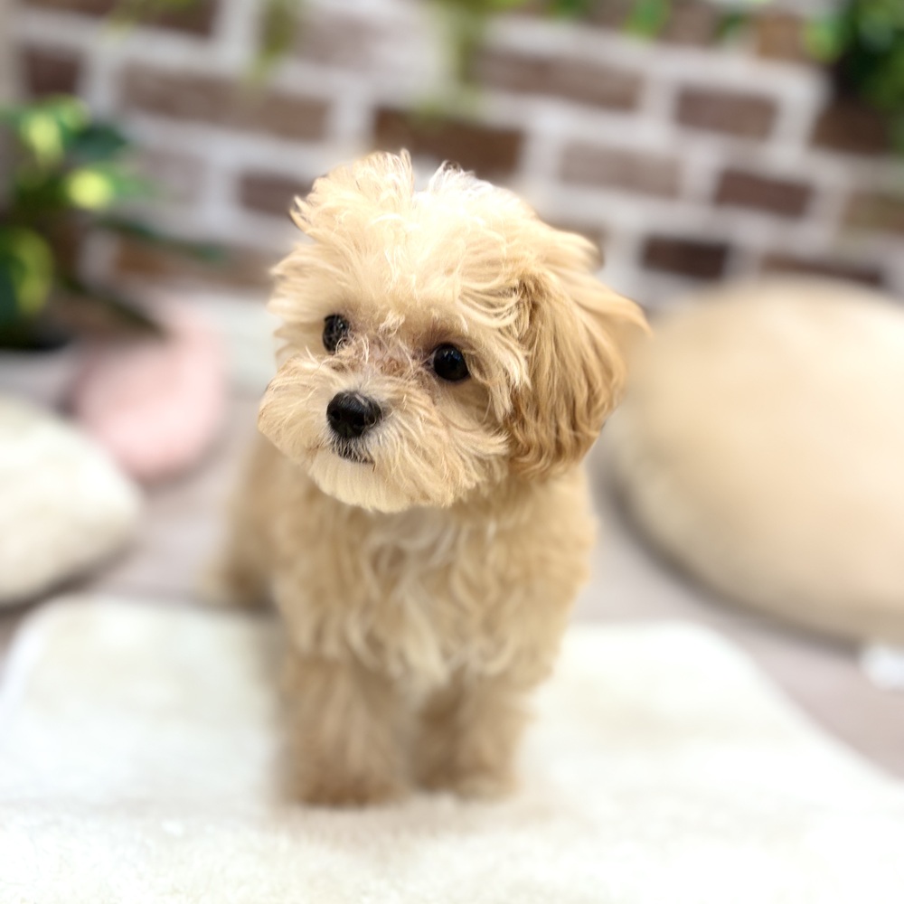 三重県のマルプー(マルチーズ×プードル) (犬の家＆猫の里三重桑名店/2026年3月31日生まれ/女の子/アプリコット)の子犬の1枚目の画像