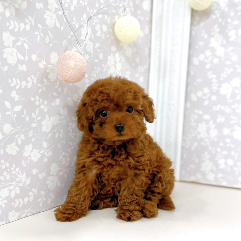 富山県のトイプードル(トイ) (犬の家＆猫の里アミーゴ高岡蓮花寺店/2026年3月30日生まれ/女の子/レッド)の子犬の1枚目の画像