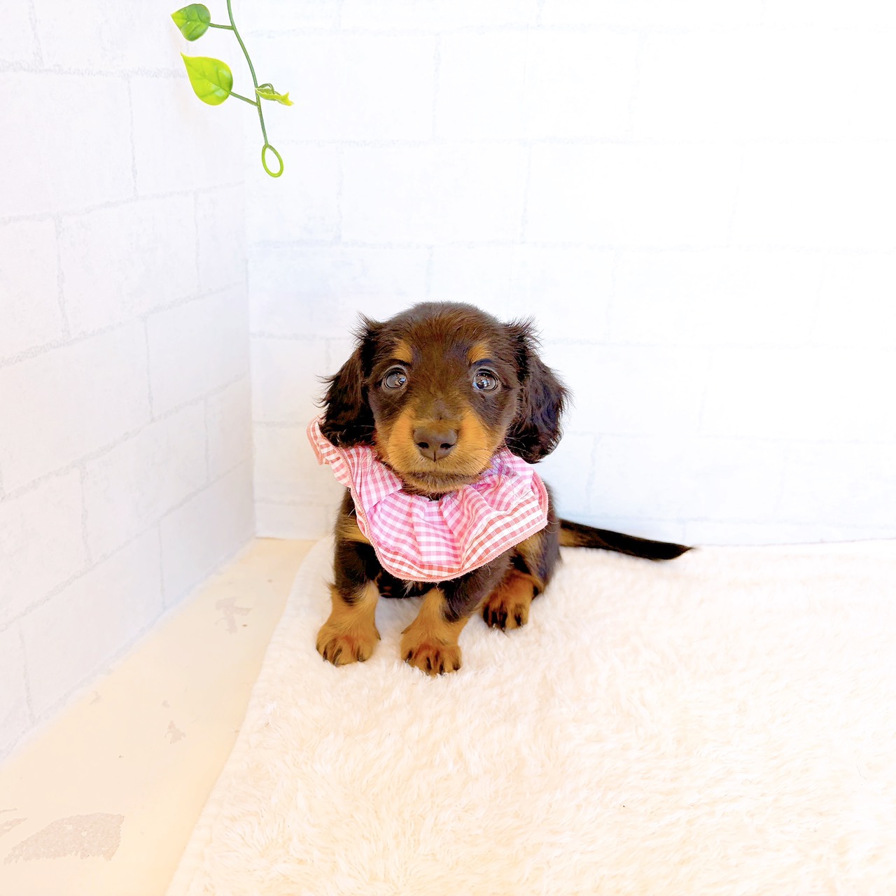 石川県のミニチュアダックスフンド(ロング) (犬の家＆猫の里金沢店/2026年3月31日生まれ/女の子/ブラックタン)の子犬の1枚目の画像