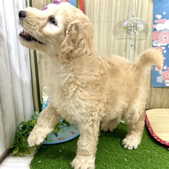 生体画像６