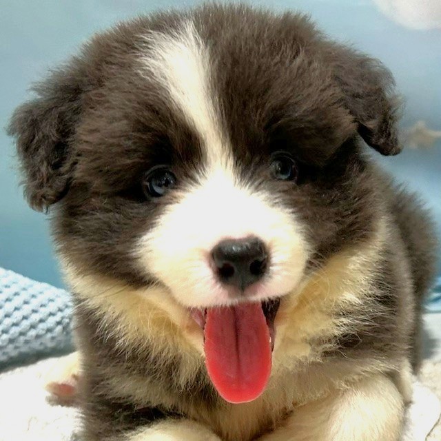福岡県のボーダーコリー (犬の家＆猫の里トリアス久山店/2026年3月30日生まれ/女の子/ブルーホワイト)の子犬の1枚目の画像
