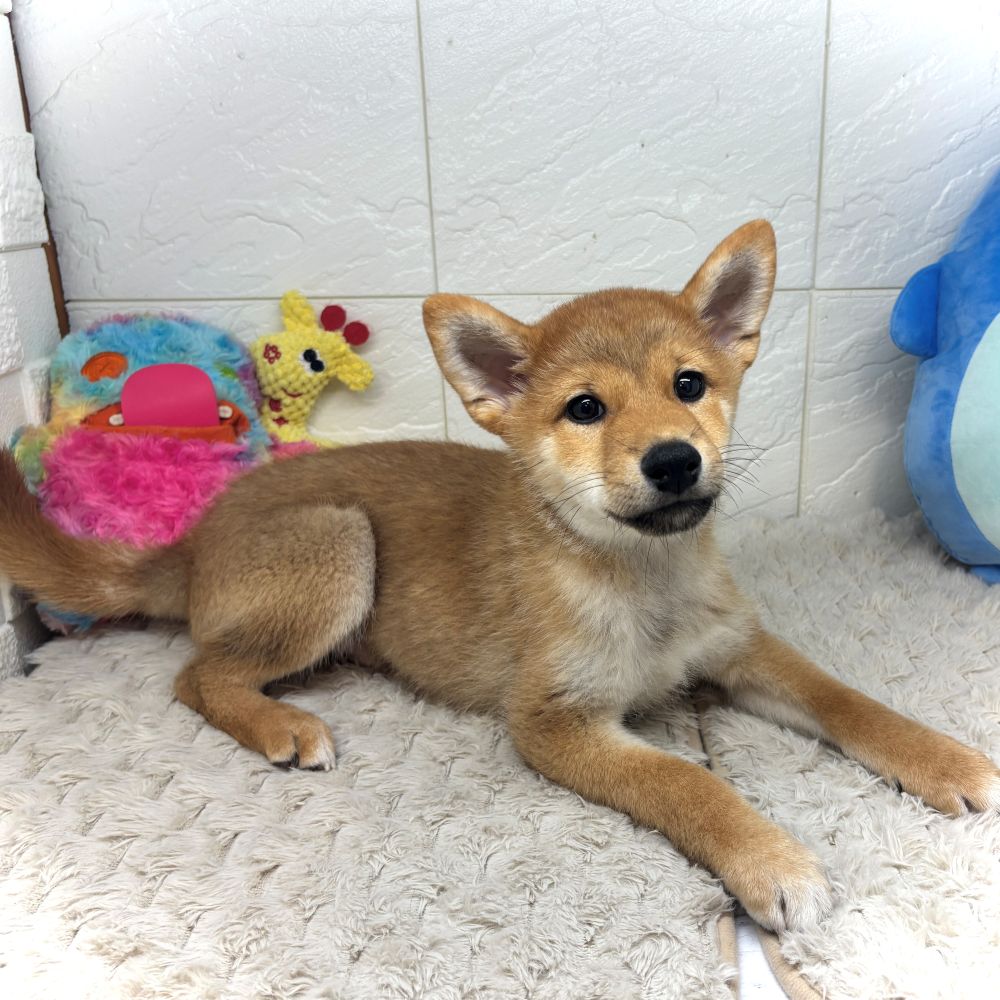 兵庫県の柴犬(標準サイズ) (犬の家＆猫の里ゆめタウン姫路店/2026年3月31日生まれ/男の子/赤)の子犬の1枚目の画像