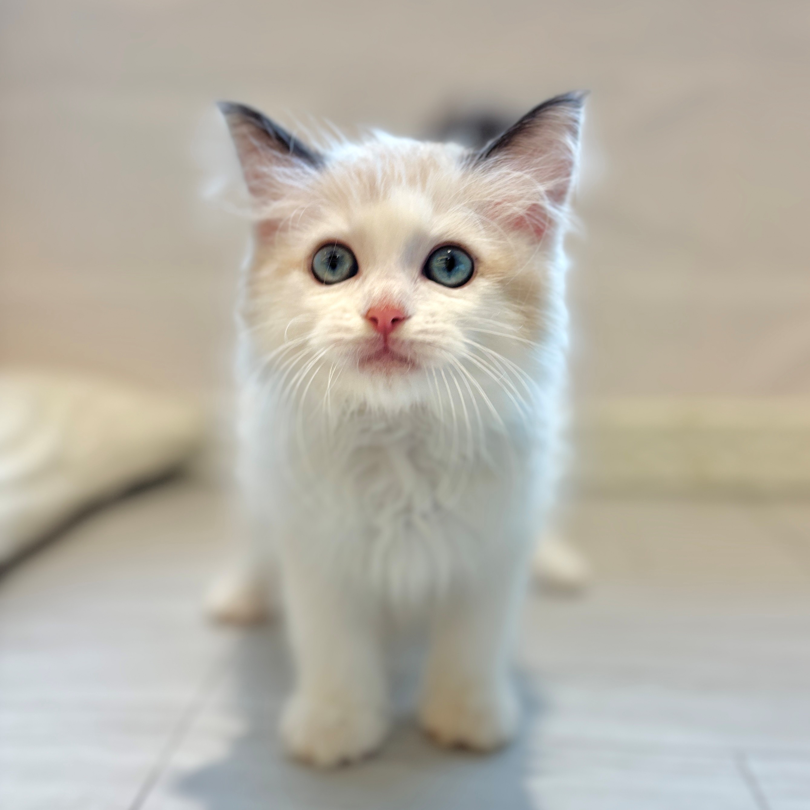 愛知県のラグドール (犬の家＆猫の里春日井本店/2026年3月28日生まれ/男の子/シールポイントバイカラー)の子猫の1枚目の画像