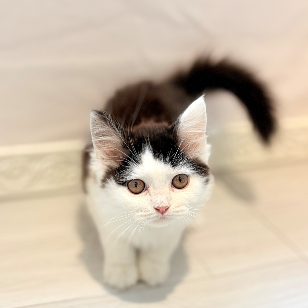 愛知県のスコティッシュストレート (犬の家＆猫の里春日井本店/2026年4月3日生まれ/女の子/ブラックホワイト)の子猫の1枚目の画像