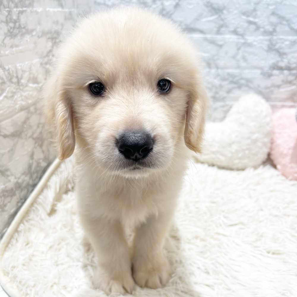 愛知県のゴールデンレトリバー (犬の家＆猫の里MiO香久山店/2026年4月4日生まれ/男の子/ゴールデン)の子犬の1枚目の画像
