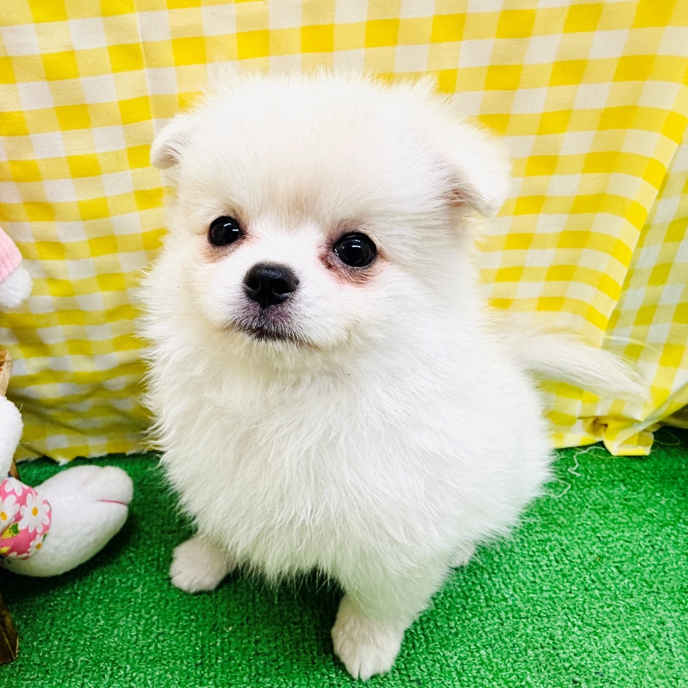 愛知県のポメチワ/チワポメ/ポメチー(ポメラニアン×チワワ) (犬の家＆猫の里名古屋天白店/2026年3月30日生まれ/女の子/クリーム)の子犬の1枚目の画像