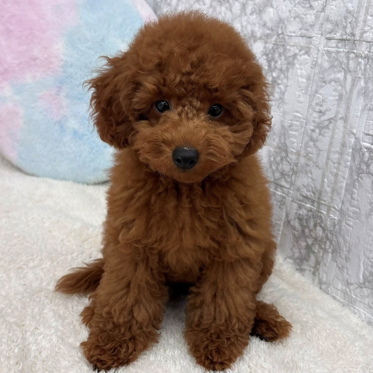 愛知県のトイプードル(トイ) (犬の家＆猫の里エアポートウォーク店/2026年3月31日生まれ/男の子/レッドフォーン)の子犬の1枚目の画像