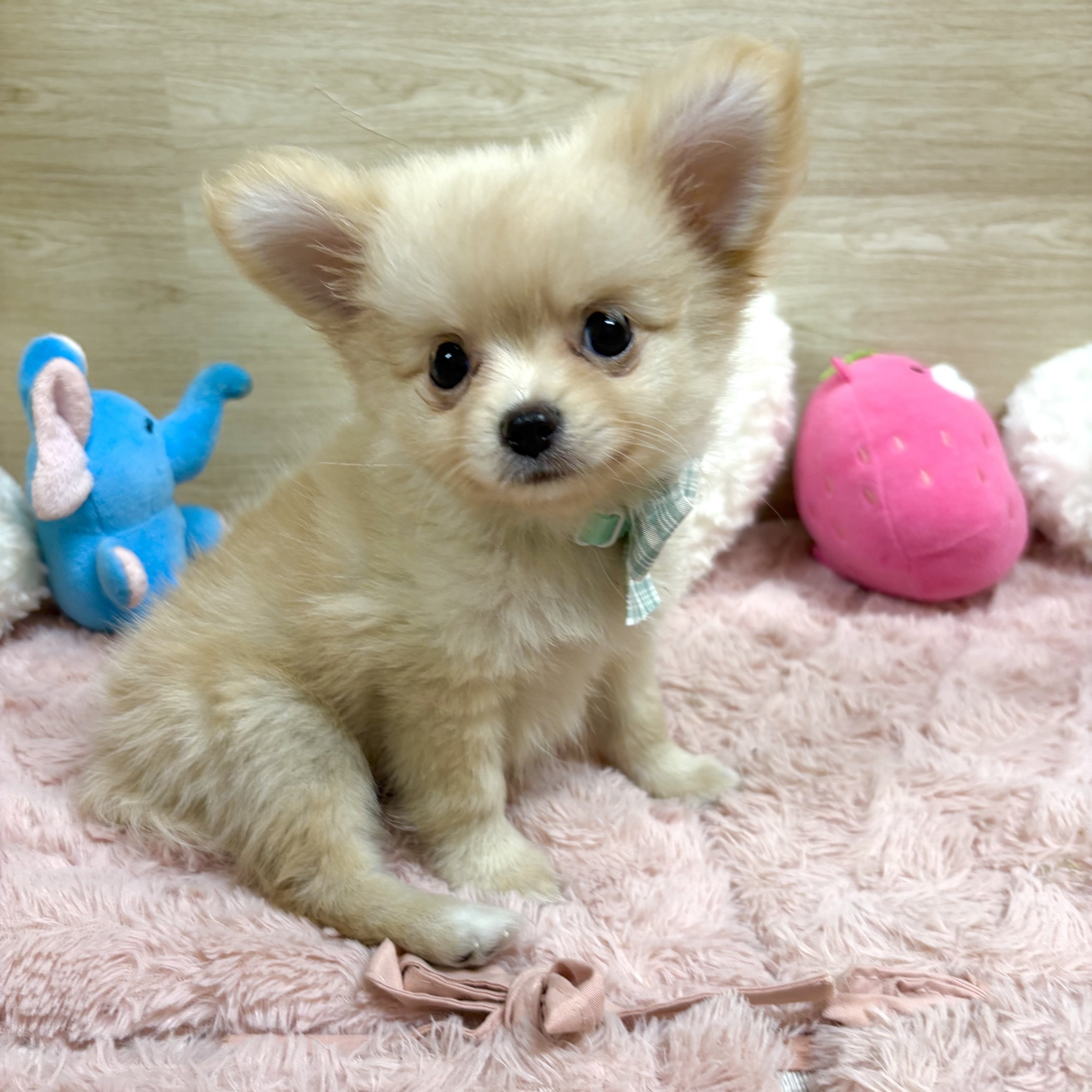 生体画像６