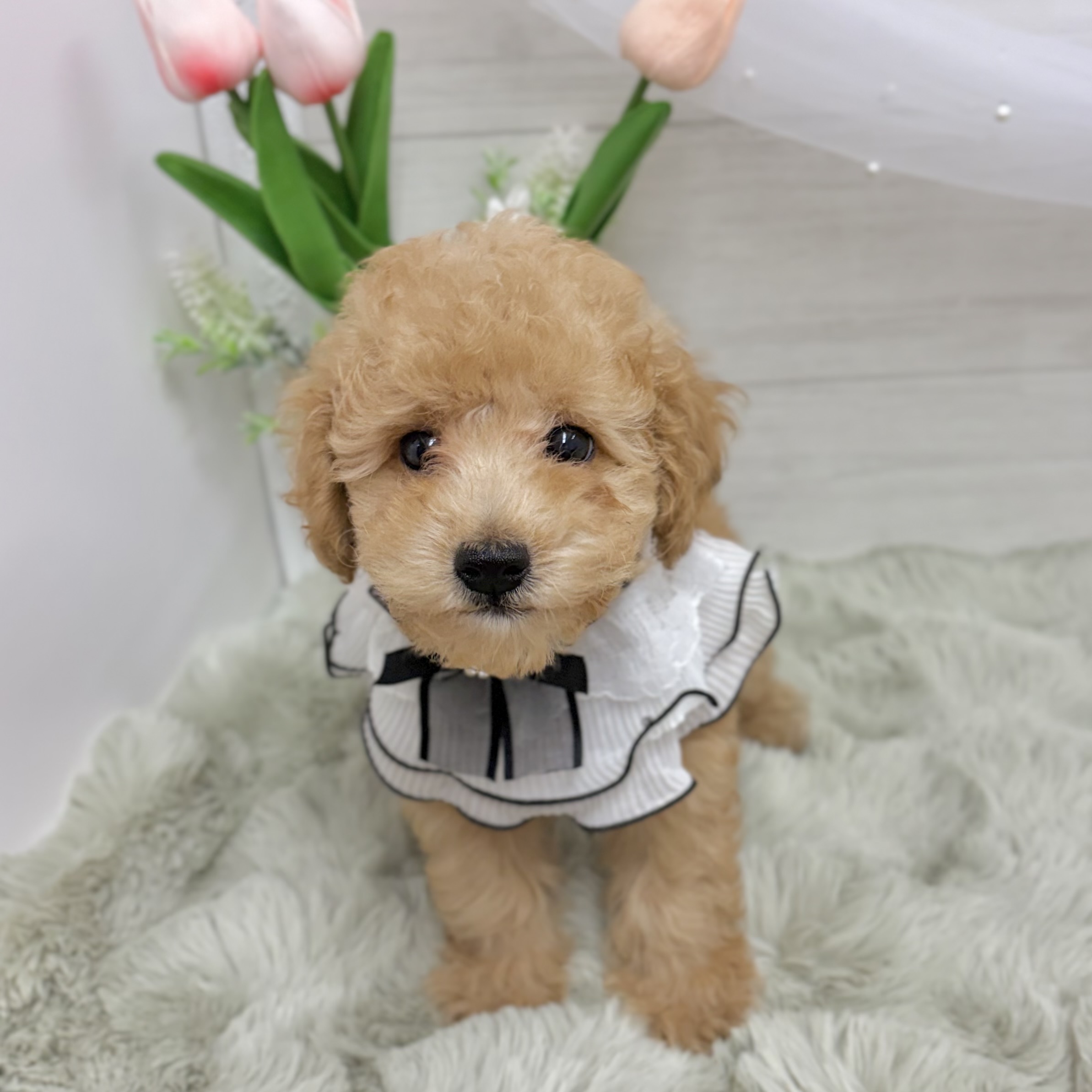 生体画像６