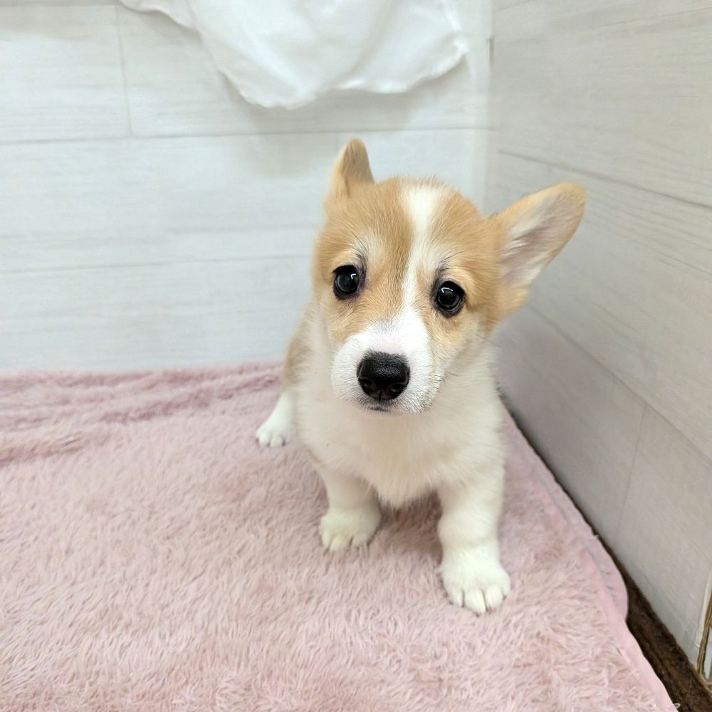 生体画像6