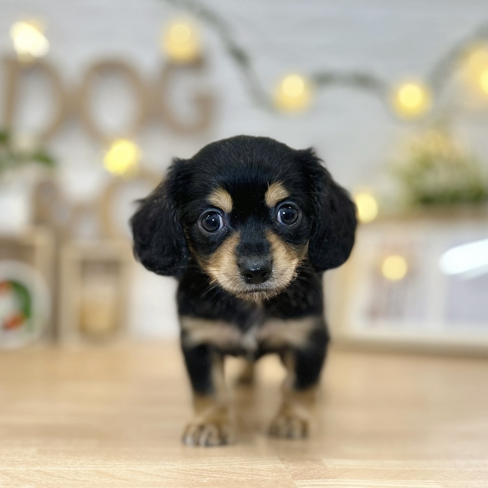 ハーフ犬男の子の写真