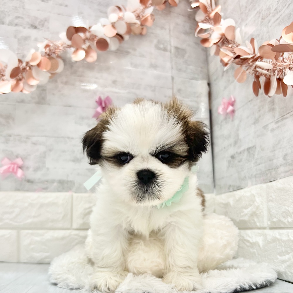 静岡県のシーズー (犬の家＆猫の里プレ葉ウォーク浜北店/2026年4月6日生まれ/男の子/ホワイトゴールド)の子犬の1枚目の画像