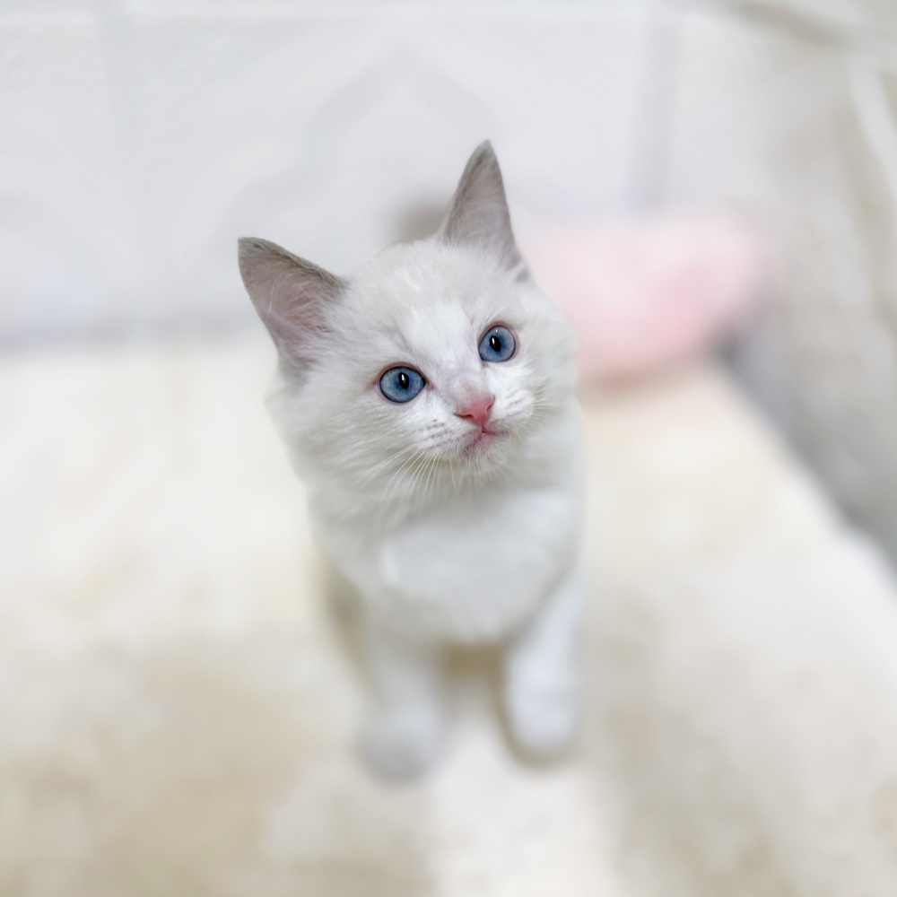 愛知県のラグドール (犬の家＆猫の里岡崎店/2026年4月6日生まれ/男の子/ブルーポイントバイカラー)の子猫の1枚目の画像