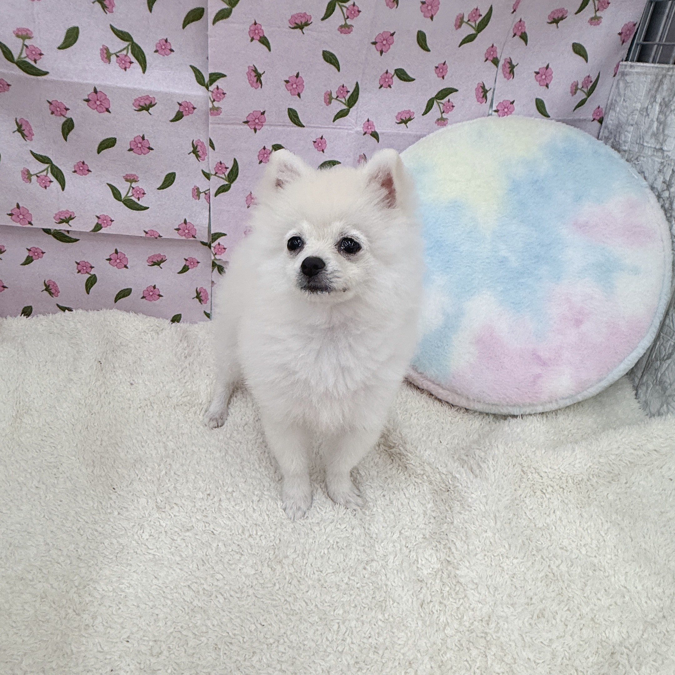 愛知県のポメラニアン (犬の家＆猫の里エアポートウォーク店/2026年4月6日生まれ/男の子/クリーム)の子犬の1枚目の画像
