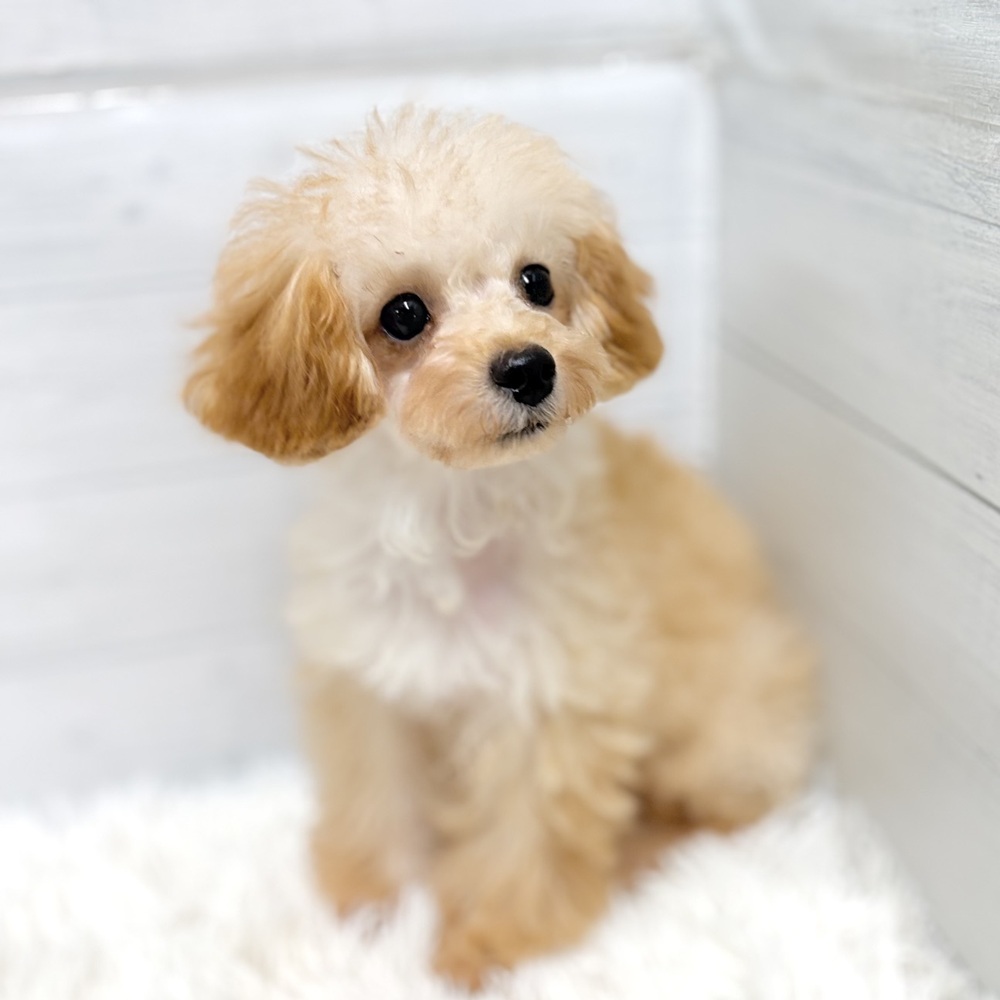 愛知県のトイプードル(トイ) (犬の家＆猫の里豊田店/2026年4月6日生まれ/女の子/アプリコット)の子犬の1枚目の画像