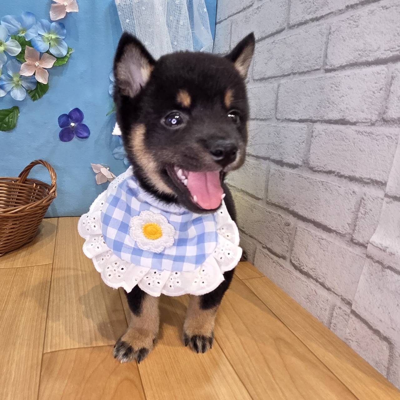 生体画像６