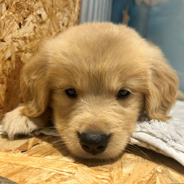 福岡県のゴールデンレトリバー (犬の家＆猫の里トリアス久山店/2026年4月7日生まれ/女の子/ゴールデン)の子犬の1枚目の画像