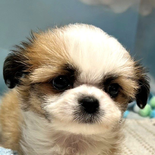 福岡県のチワズー/チワシーズ(チワワ×シーズー) (犬の家＆猫の里トリアス久山店/2026年4月4日生まれ/女の子/ホワイトゴールド)の子犬の1枚目の画像