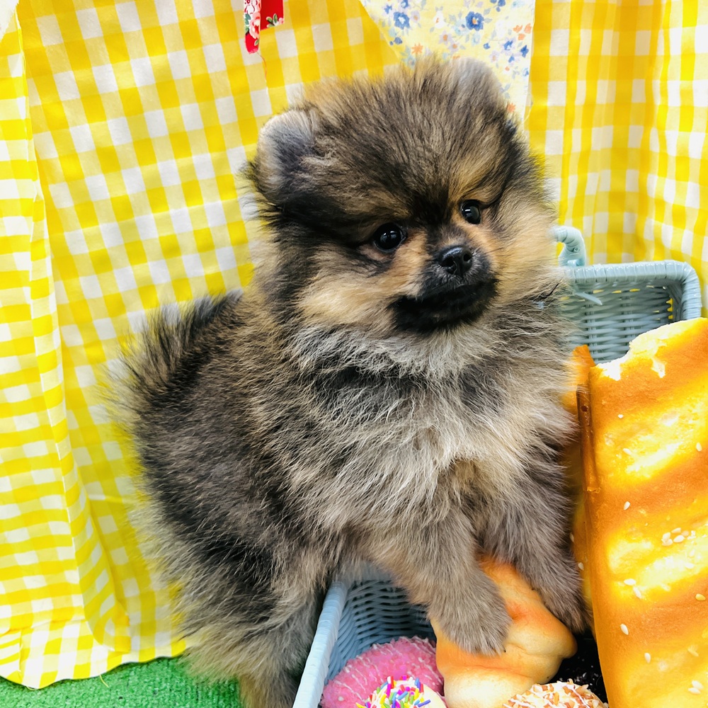 愛知県のポメラニアン (犬の家＆猫の里名古屋天白店/2026年4月12日生まれ/男の子/オレンジセーブル)の子犬の1枚目の画像