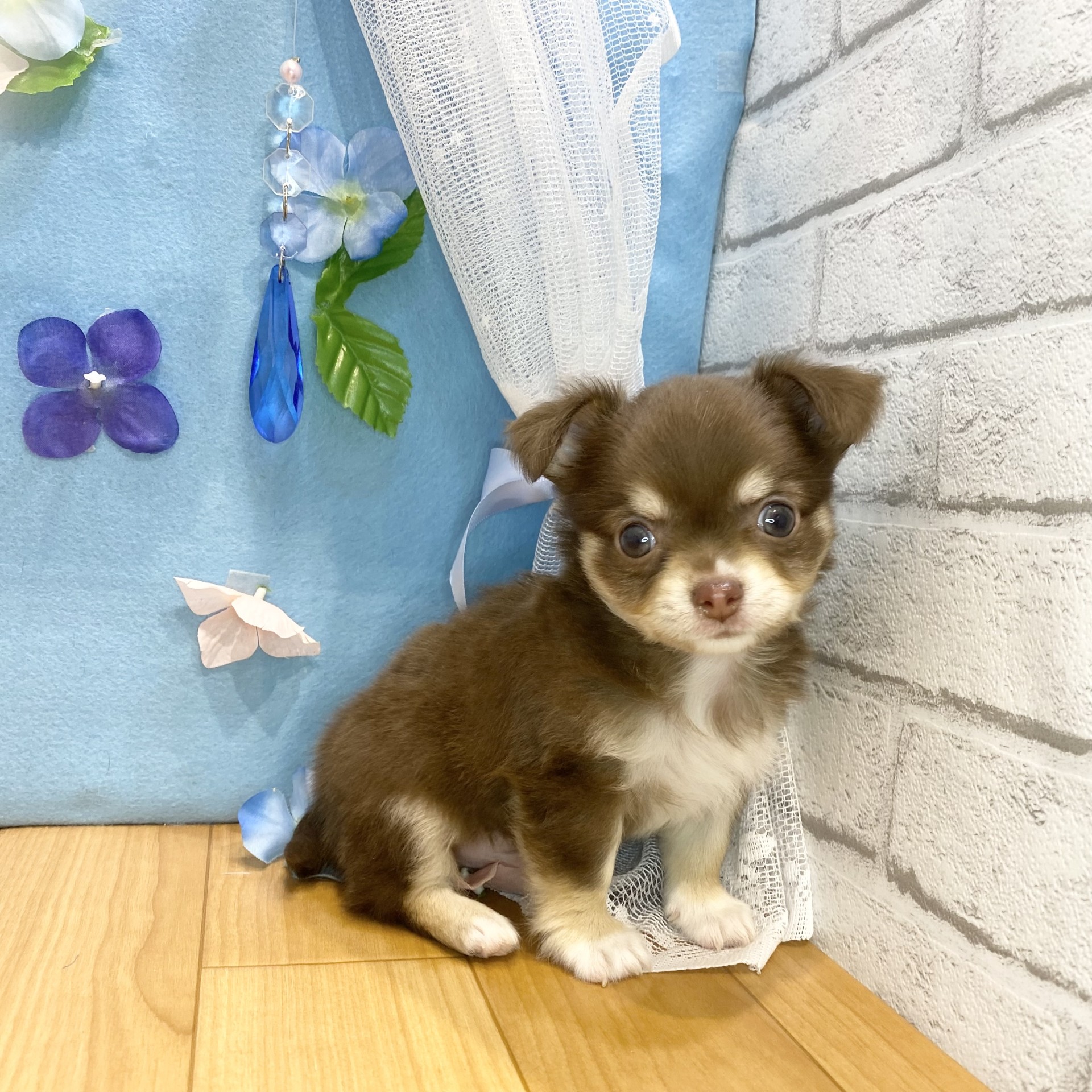 長野県のチワワ(ロング) (犬の家＆猫の里カインズ梓川店/2026年4月14日生まれ/男の子/チョコレートタン)の子犬の1枚目の画像