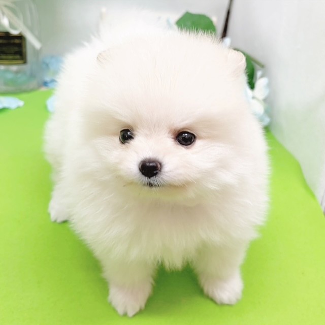 生体画像６