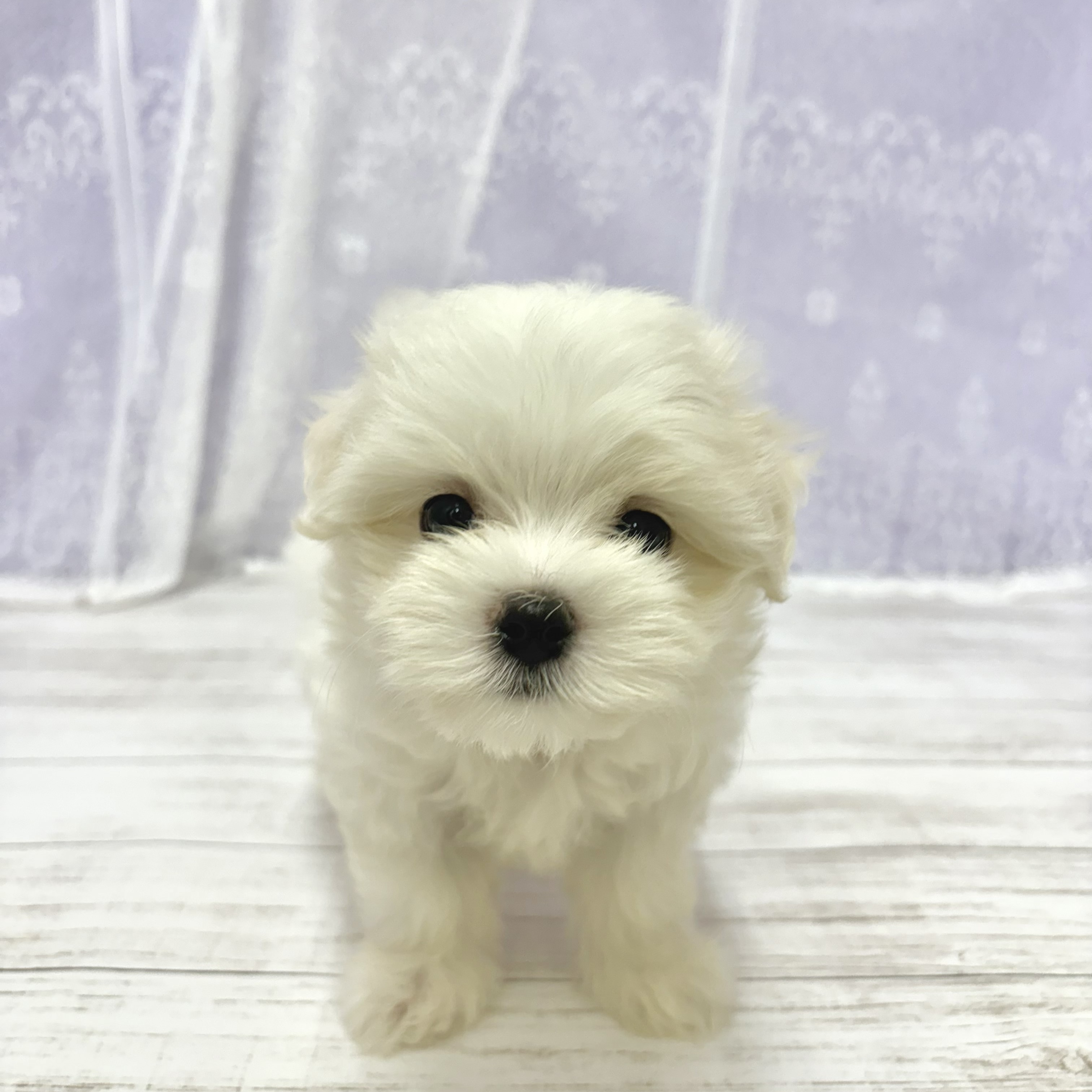兵庫県のマルチーズ (犬の家＆猫の里尼崎店/2026年4月14日生まれ/女の子/ホワイト)の子犬の1枚目の画像