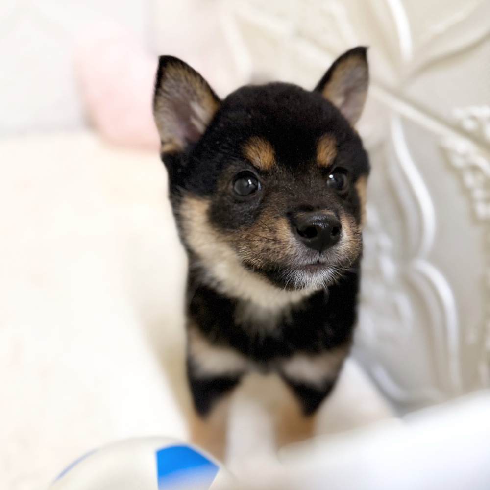 柴犬男の子の写真