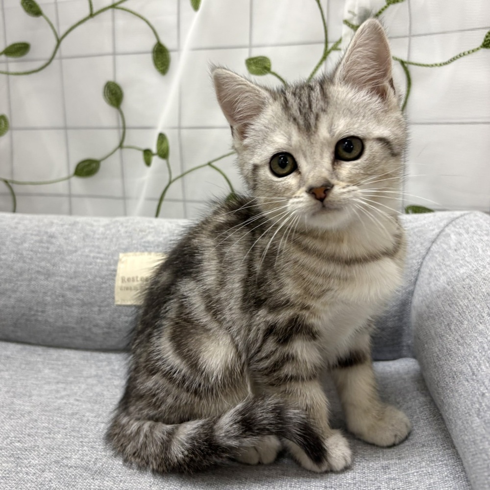 長野県のアメリカンショートヘアー (犬の家＆猫の里塩尻店/2026年4月7日生まれ/女の子/シルバータビー)の子猫の1枚目の画像