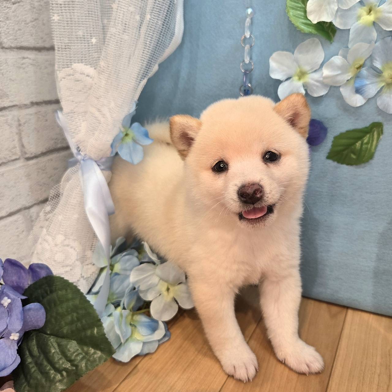 長野県の豆柴 (犬の家＆猫の里カインズ梓川店/2026年4月13日生まれ/女の子/白)の子犬の1枚目の画像