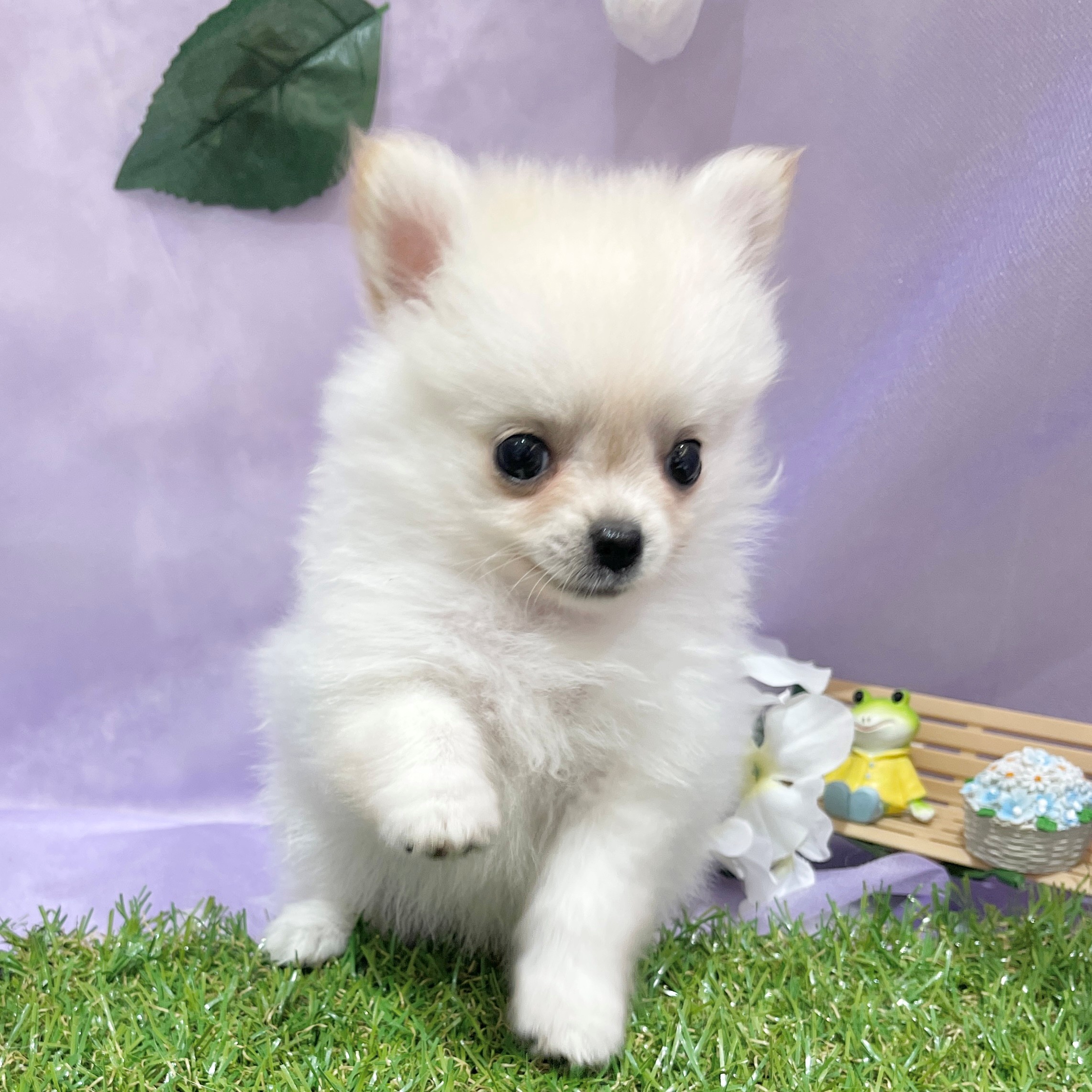 ハーフ犬女の子の写真