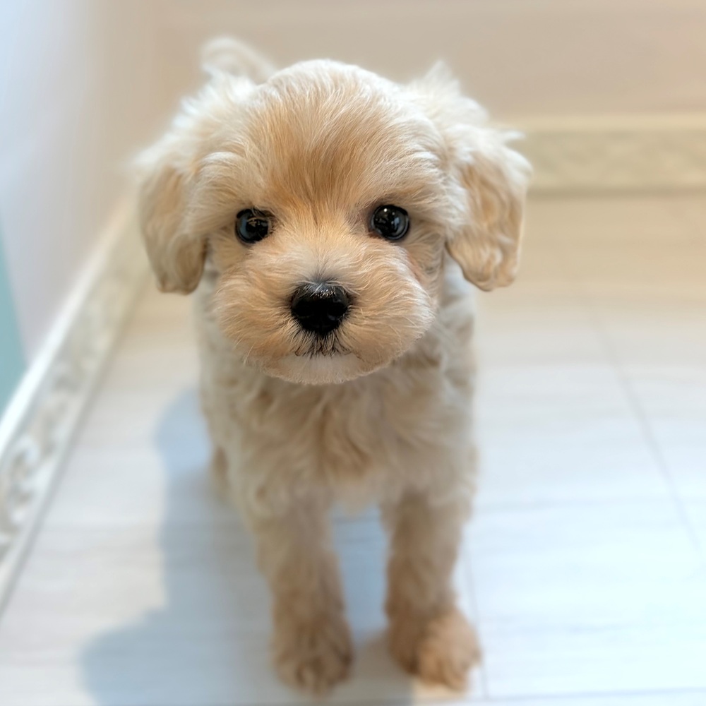 ハーフ犬男の子の写真