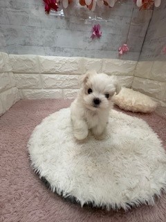 静岡県のマルチーズ (犬の家＆猫の里プレ葉ウォーク浜北店/2026年4月21日生まれ/女の子/ホワイト)の子犬の1枚目の画像