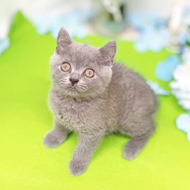 静岡県のブリティッシュショートヘア ブルー 女の子のご紹介(206398