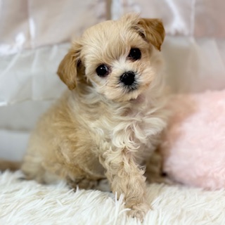 兵庫県のマルプー(マルチーズ×プードル) (犬の家＆猫の里カナート西神戸店/2026年4月21日生まれ/男の子/クリーム)の子犬の1枚目の画像