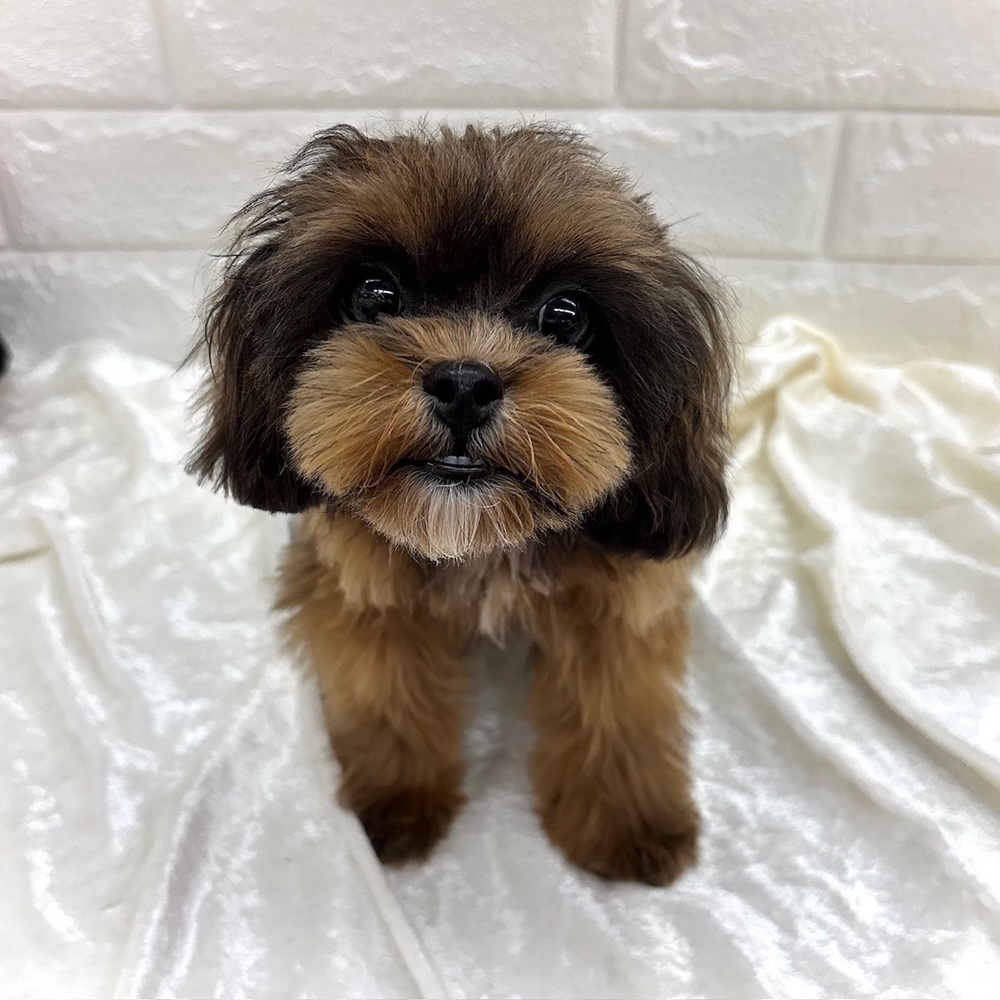 ハーフ犬女の子の写真
