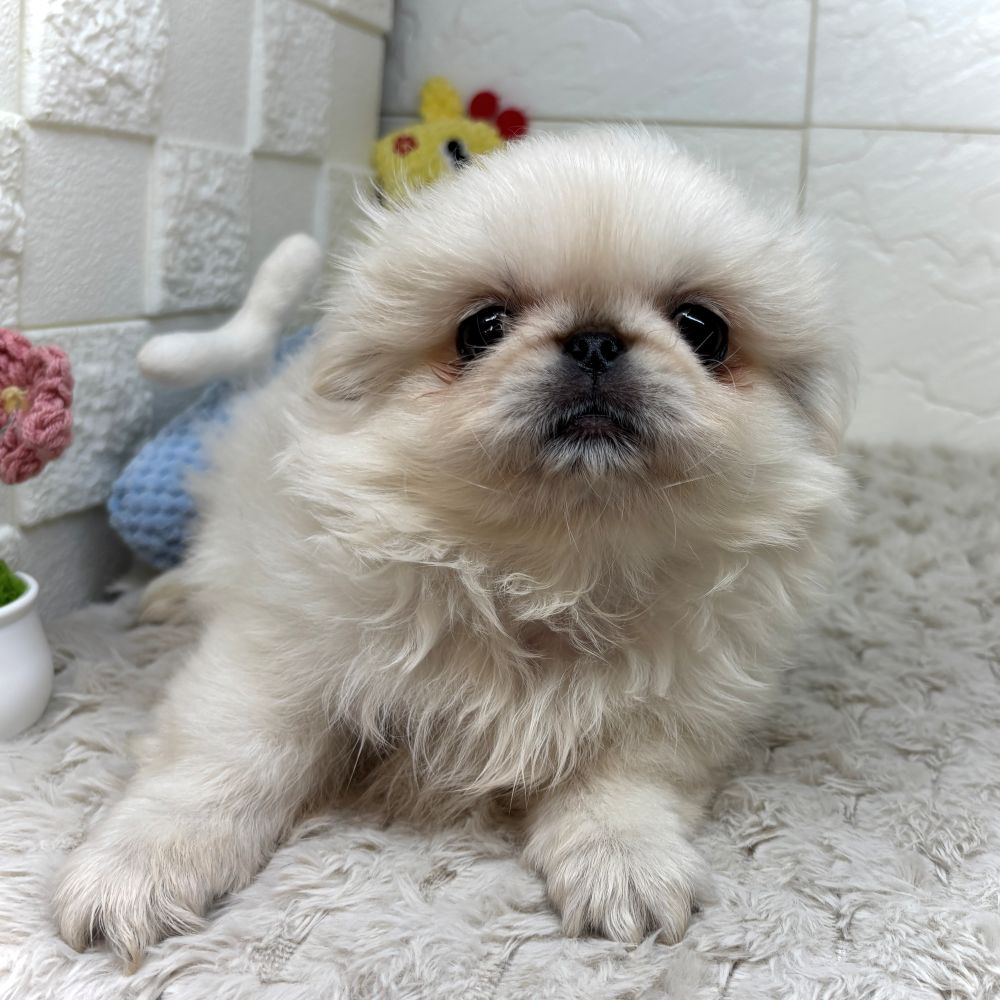 兵庫県のペキニーズ (犬の家＆猫の里ゆめタウン姫路店/2026年4月15日生まれ/男の子/クリーム)の子犬の1枚目の画像