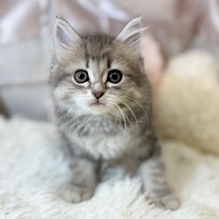 兵庫県のミヌエット (犬の家＆猫の里カナート西神戸店/2026年4月26日生まれ/女の子/ブルーパッチドタビー)の子猫の1枚目の画像